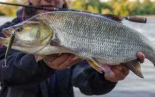 Многоликий жерех — шереспер, хват и конь-рыба