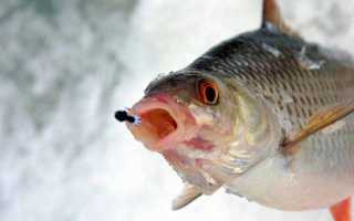 Ловля чебака зимой