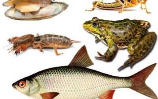 Выбираем крючок на сома по размеру и способу ловли