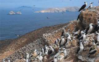 Две птицы над морем