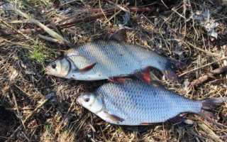 Рыба «Плотва» фото и описание