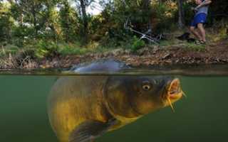 Как сделать макушатник своими руками для ловли карпа?