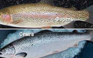 Рыба «Форель итальянская» фото и описание