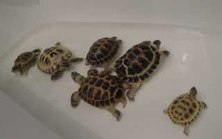 Как ухаживать за панцирем красноухих и сухопутных черепах