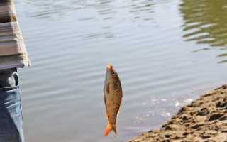 Рыбалка в Гомеле — лучшие места для ловли