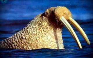 Чукотское море промысловые рыбы