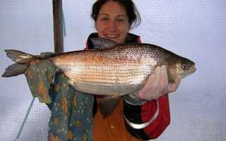 Пелядь (сырок): описание рыбы, её особенности жизни, ловля и выращивание