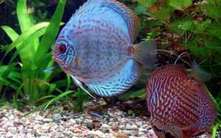 Спят ли рыбы?