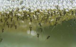 Спаривание рыб: кратко о способах размножения рыбок