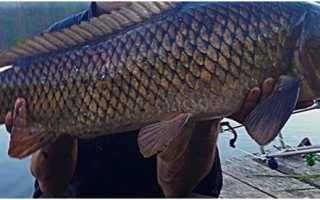 Ловля сазана на Волге