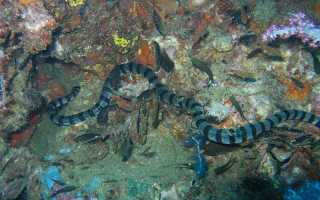 Водоросли рыбы японского моря