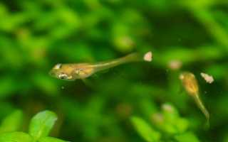 Что едят мальки гуппи в первые дни жизни. Кормим мальков яичным желтком – этапы разведения Кормить речных мальков