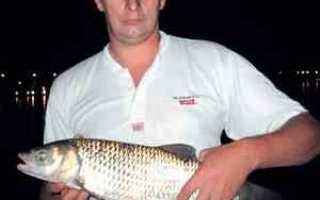 Как ловить судака ночью?