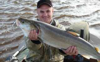 Ловля нельмы — азартное занятие и вкусный результат