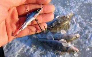 Техника ловли судака на балансир, оснащение удочки и поиск клыкастого зимой