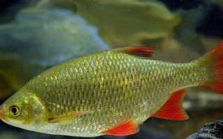 Красноперка – описание и особенности ловли