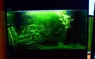 Аквариумные мхи. Великолепные композиции подводного сада