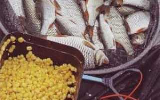Ферментированная кукуруза для рыбалки