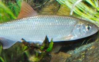 Ловля ельца: особенности охоты за маленькой рыбкой