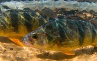 Как нерестится окунь