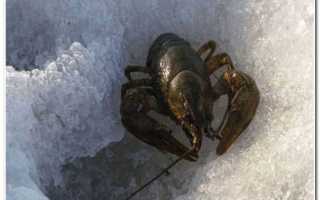 Ловля раков зимой: особенности, ловушки и техника ловли