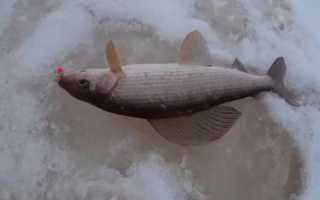 Освой зимнюю рыбалку на хариуса