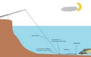Ловля сазана на донку