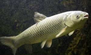 Ловля белого амура в июле и другие летние месяцы