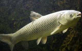 Ловля белого амура в июле и другие летние месяцы