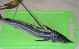 Как чистить стерлядь и осетра в домашних условиях?