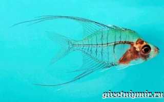 Рыба «Окунь белый» фото и описание