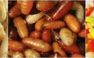 Как насаживать опарыша на крючок