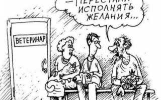 Лечение ихтиофтириоза у аквариумных рыб: лучшие лекарства