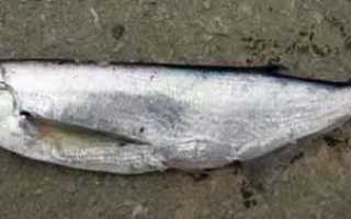 Как ловить чехонь на бомбарду?