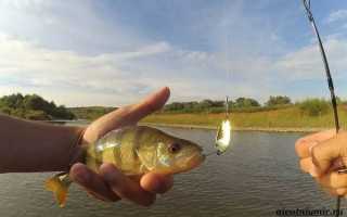 Как ловить окуня разными способами и на какие оснастки