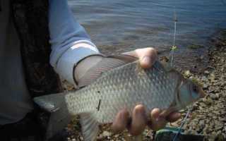 Как вязать несимметричную петлю для фидера