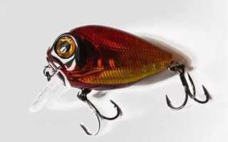 Ловля ротана спиннингом на дропшот