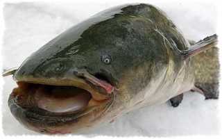 Ловля сома на Каме