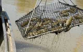 Ловля раков на чеснок: проверенные рецепты приманки