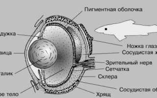 Есть ли у рыб слух?