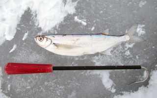 Чехонь — советы и рекомендации где, как, когда и чем ловить чехонь. 115 фото и обзор практических советов