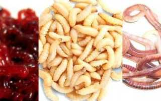 Как правильно насадить креветку на крючок