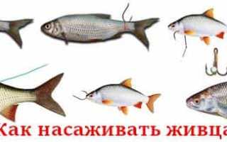 Как насаживать живца на капкан для щуки?