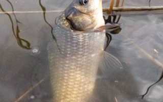 Ловля карася на спиннинг микроджигом, снасти и техника ловли