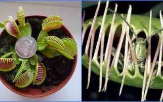 Пузырчатка обыкновенная – хищная водоросль для аквариума