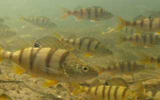 Когда начинает клевать окунь после нереста: лучшее время и приманки