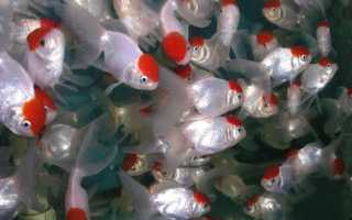 Нематантус (Золотая рыбка цветок): содержание,размножение,уход,описание.