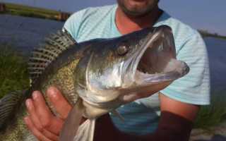 Нерест судака