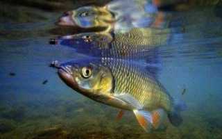 Ловля голавля на спиннинг: советы начинающим рыболовам