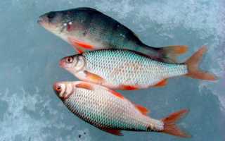 Первый лед на Средней Волге — ловля окуня и судака на балансир